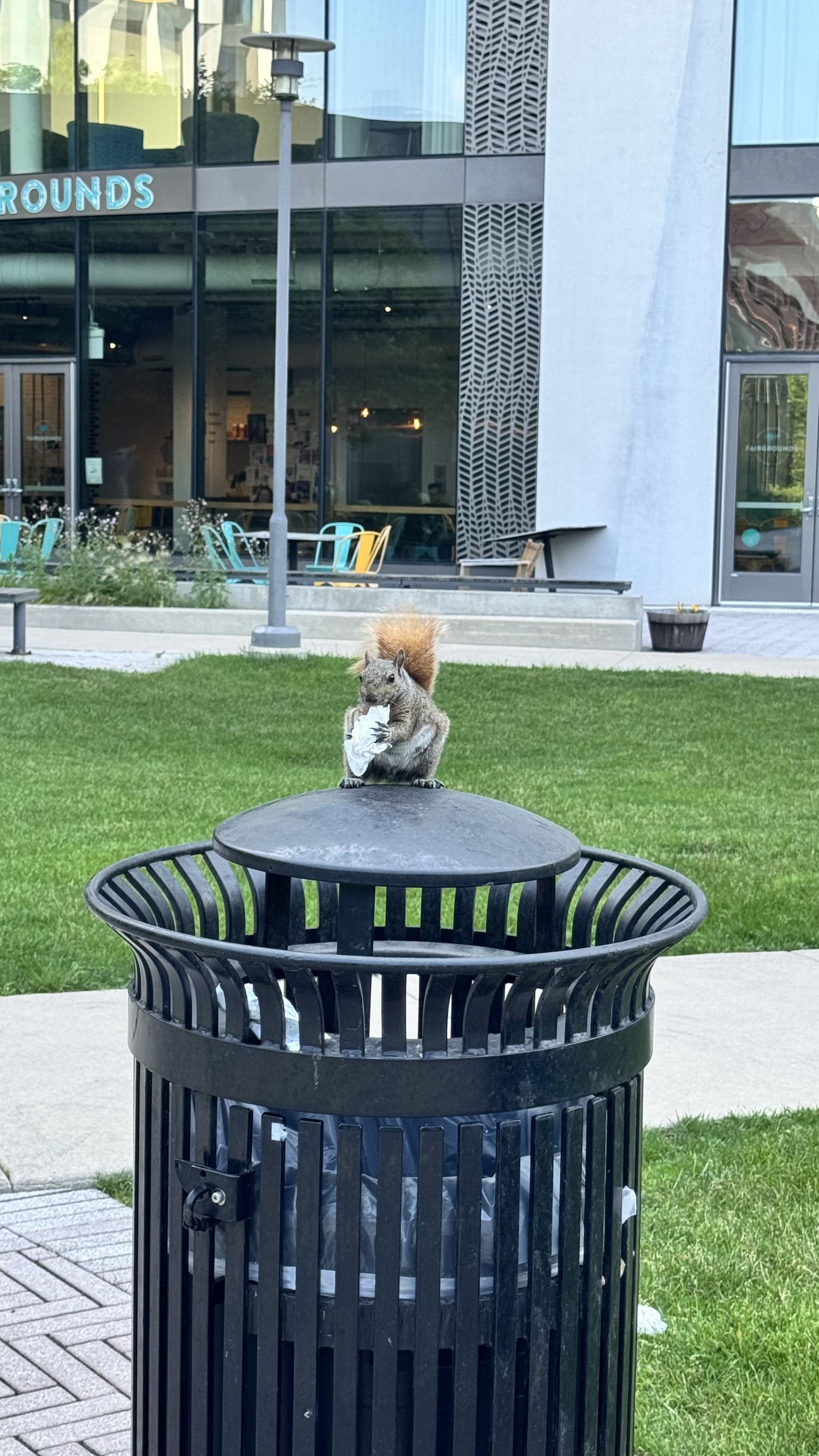 A squirrel is sitting on top of a trash can, holding a white object, with a grassy area and building in the background