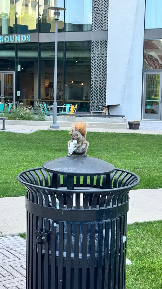 A squirrel is sitting on top of a trash can, holding a white object, with a grassy area and building in the background